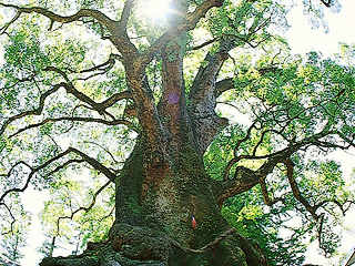 Kamou Biggest Camphor Tree
