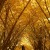 垂水千本イチョウ　<br />～これから森が黄金色に染まります～