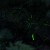 【Firefly Watching Spot] ARAKAWA HOTARU de NIGHT (荒川ほたるでナイト)