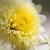 Cyoyo-no Sekku (重陽の節句) <br />～ Seasonal Festival of Chrysanthemum ～