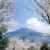 [お花見情報] 吉野公園桜まつり