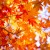 紅葉狩り 2023年　<br />～鹿児島の秋の名所と紅葉狩りイベント～