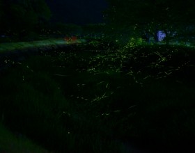 A Beautiful Night Experience ~ Firefly Viewing ~