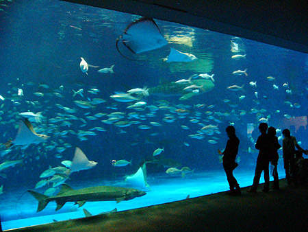 Kagoshima City Aquarium “Io World”