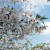 [Cherry Blossom Viewing Info] KUSHIRA CHERRY BLOSSOM FESTIVAL (Kushira Peace Park)